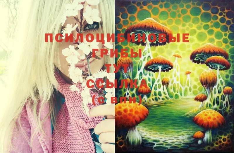 сколько стоит  Ипатово  Псилоцибиновые грибы Psilocybine cubensis 